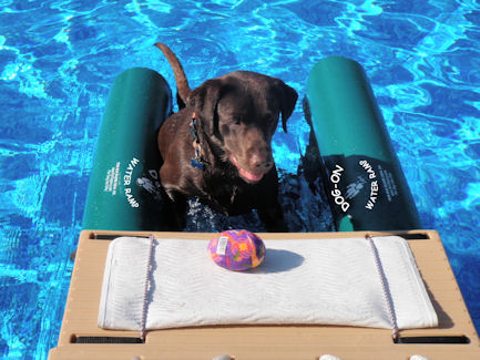 Dog Ramp For Bed >> Dog-On Water Ramp Pictures Dog Ramp For Bed >> Dog-On Water Ramp Pictures
