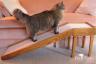 Indoor Cat Ramp for Sofas and Chairs