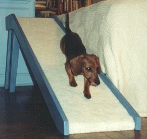 ramp dachshund dog dogs problems stairs dachshunds pet ramps bed prevent beds puppies build climb puppy cat beside diy tips