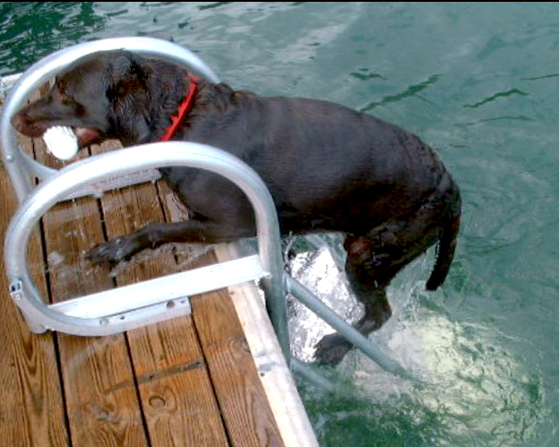Dock Stairs for Dogs