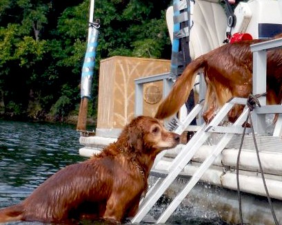 Boat Stairs for Dogs
