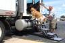 Pet Loader Dog Stairs-  Great for Semis