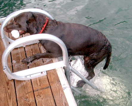 Dock Ladder for Dogs 