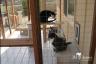 Outdoor Cedar Cat Enclosure - Pet Classics