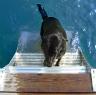 Aluminum Dog Dock Ladder