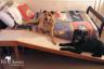 Sturdy, Furniture Quality Bed Ramp for Pets