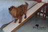 Extra Wide Dog Ramp for Beds