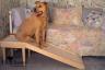Low Dog Ramp for Sofas and Chairs