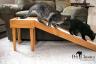 Indoor Pet Ramp for Cats