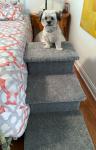 Wyatt Loves his Pet Classics Large Dog Stairs